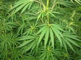 Il CBD diventa illegale in Italia: a rischio i negozi di cannabis light cbd