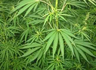 Il CBD diventa illegale in Italia: a rischio i negozi di cannabis light cbd