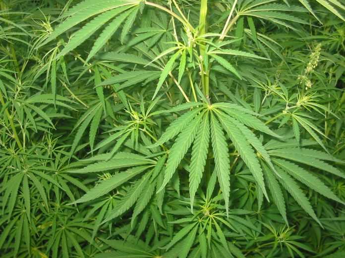 cbd