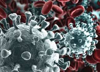 Covid: cos’è la lattoferrina e come può combattere il virus