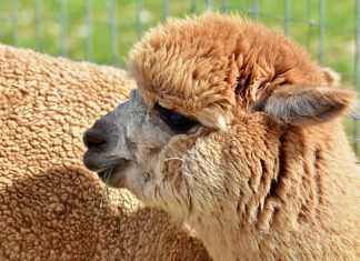 Nuova svolta etica per Valentino: sarà il primo ad abolire la lana di alpaca