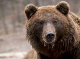 Tragedia al circo, domatore sbranato da un orso a causa della mascherina