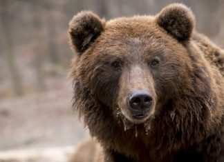 Tragedia al circo, domatore sbranato da un orso a causa della mascherina