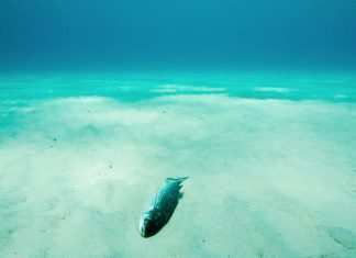 Russia, misterioso disastro ambientale: 95% di animali marini morti