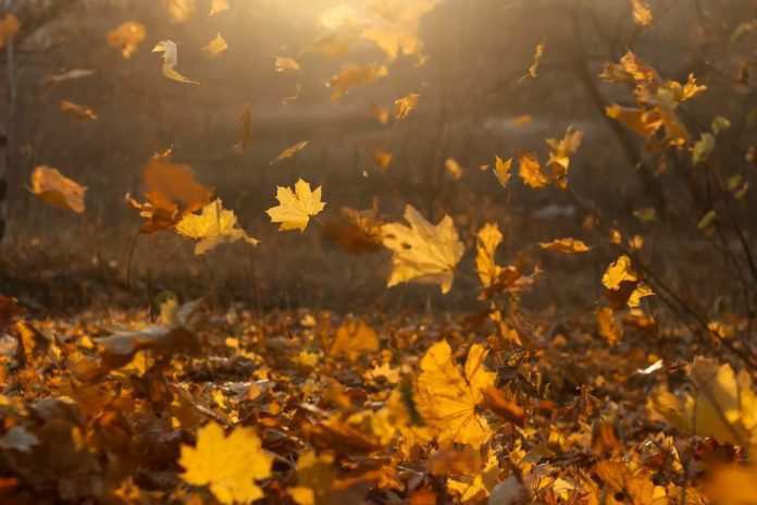 Mimnermo, ''Come le foglie'' - Photo Credits: web