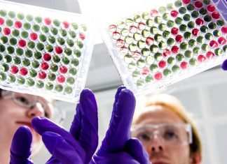 Coronavirus, Johnson&Johnson: niente vaccino. Un volontario sta male