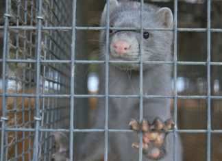 La Danimarca vuole abbattere i visoni: trasmettono un ceppo del Covid
