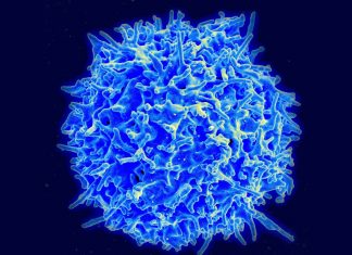 Super-anticorpo Coronavirus: sarà prodotto nel 2021 super-anticorpo