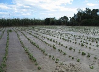 Maltempo in Calabria: Coldiretti in soccorso degli agricoltori