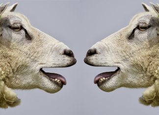 Covid e anti-Covid: ovvero tutti contro tutti