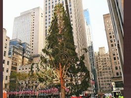 New York come Roma: anche la Grande Mela ha il suo “Spelacchio”