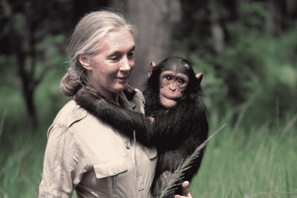 Immagine di Jane Goodall con in braccio un primate  photo credit:Pinterest.com