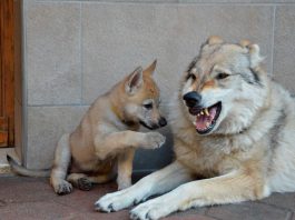 Tragedia a Grugliasco: donna sbranata dai cani della figlia