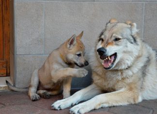 Tragedia a Grugliasco: donna sbranata dai cani della figlia