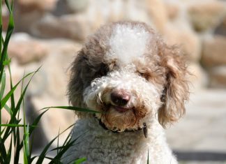 Milano, morto un altro cane per strada folgorato dalla corrente elettrica