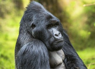 Covid: anche i gorilla dello zoo di San Diego sono risultati positivi covid