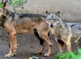 Parco del Gargano, ancora un lupo impiccato. WWF: “Dobbiamo combattere l’ignoranza”
