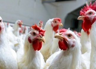Primi casi di influenza aviaria nell’uomo in Russia