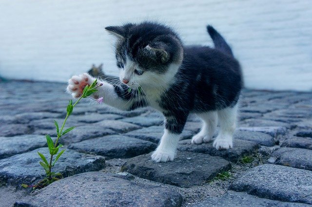 Immagine dedicata alla "Giornata nazionale del gatto"  photo credit: passioneperigatti.it