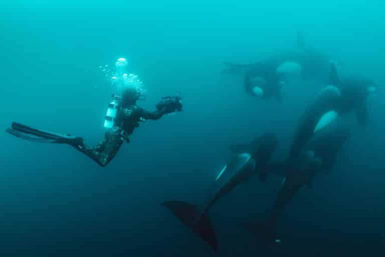 Secrets of the Whales - Photo Credits: Environmental Film Festival