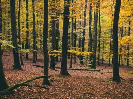 World Wildlife Day: il cinema a protezione delle foreste Festival cinematografico delle foreste - Photo Credits: Lifegate