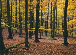World Wildlife Day: il cinema a protezione delle foreste Festival cinematografico delle foreste - Photo Credits: Lifegate