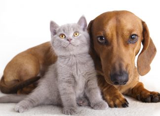 Covid, la Russia realizza il primo vaccino per animali