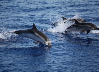 Isole Faroe, la caccia ai cetacei diventa un massacro: 1.428 delfini uccisi