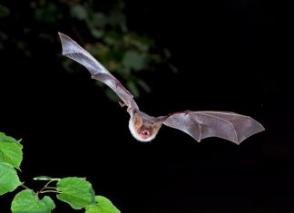 Abidjan, Costa d’Avorio: migliaia di pipistrelli nella città possibile minaccia per il Covid-19