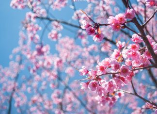 Primavera, 10 canzoni per (ri)fiorire Primavera © donnaglamour.it