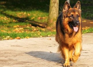 I cani di Joe Biden allontanati dalla Casa Bianca. Uno di loro morde un addetto della sicurezza