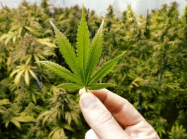 Cannabis: arriva il via libera per le mini-coltivazioni in casa Marijuana Messico