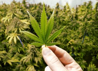 Referendum sulla cannabis legale, raggiunte le 500mila firme necessarie Marijuana Messico