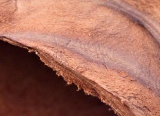 Dai funghi tessuti green per vestiti, scarpe e borse