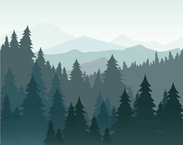 illustration of pine forest - photo credits: web