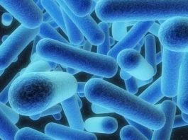 Bari, legionella nelle tubature all’Istituto Oncologico Giovanni Paolo II: reparti e pazienti sgomberati
