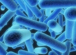Bari, legionella nelle tubature all’Istituto Oncologico Giovanni Paolo II: reparti e pazienti sgomberati