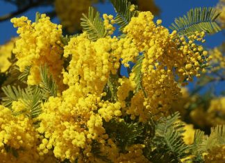 Mimose per la festa della donna: un giro d’affari da 15 milioni di euro