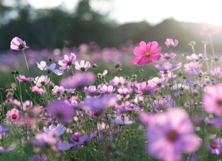 Circondati di fiori: quali semi piantare in primavera