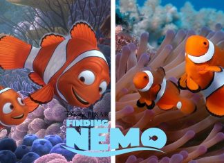 Alla ricerca di Nemo arriva in live action?