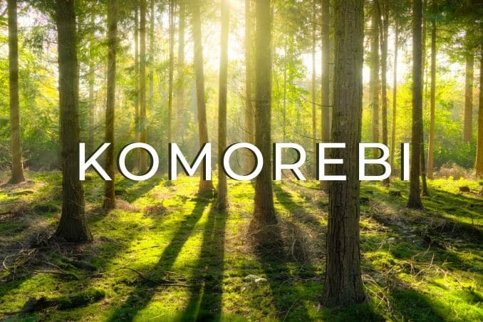 Komorebi, parole dal mondo: la magica luce che filtra attraverso le foglie degli alberi