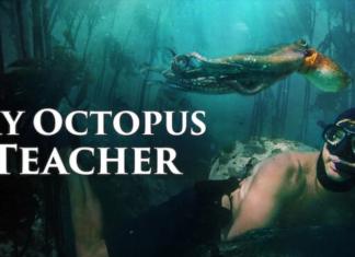 Webdoc: “My Octopus Teacher”, l’amicizia subacquea che aspira all’Oscar