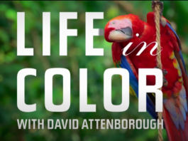 Webdoc: “La Vita a Colori”, le variopinte scoperte di David Attenborough