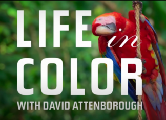 Webdoc: “La Vita a Colori”, le variopinte scoperte di David Attenborough