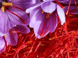 Pordenone, mangia fiori di “finto zafferano” e ci cucina la pasta: muore avvelenato