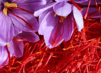 Pordenone, mangia fiori di “finto zafferano” e ci cucina la pasta: muore avvelenato