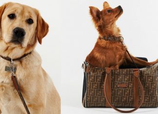 Fendi, la nuova linea da viaggio per i nostri amici a 4 zampe credit: wandernet magazine