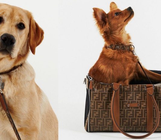 Fendi, la nuova linea da viaggio per i nostri amici a 4 zampe credit: wandernet magazine