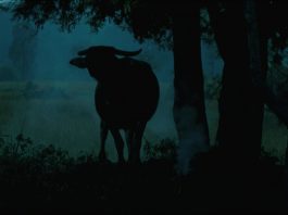 “ Lo Zio Boonmee che si ricorda le vite precedenti” e la vittoria a Cannes o zio boonmee che si ricorda e vite precedenti