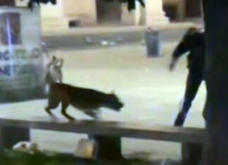 Milano: follia alle colonne di San Lorenzo